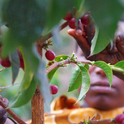 Picking ripe red coffee cherries in Tanzania's southern highlands