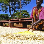 Turning Tanzania green coffee beans on raised beds