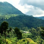 Rwenzori mountain range, coffee growing region in Uganda