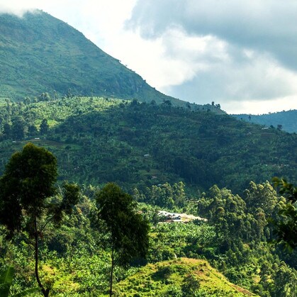 Rwenzori mountain range, coffee growing region in Uganda