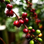 Uganda coffee cherries ripening, dripping with dew