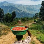 Transporting coffee cherries in Rwenzori coffee growing region in Uganda