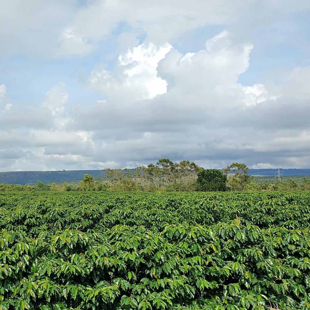Fazenda Bela Vista Static Dried