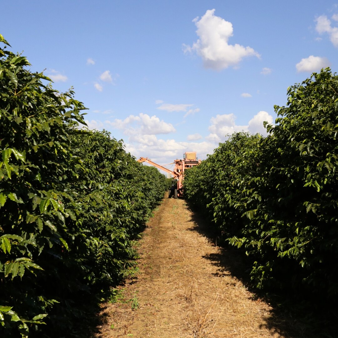 Fazenda Sete Cachoeiras Semi-Washed NY 2/3 Scr 15+ FC