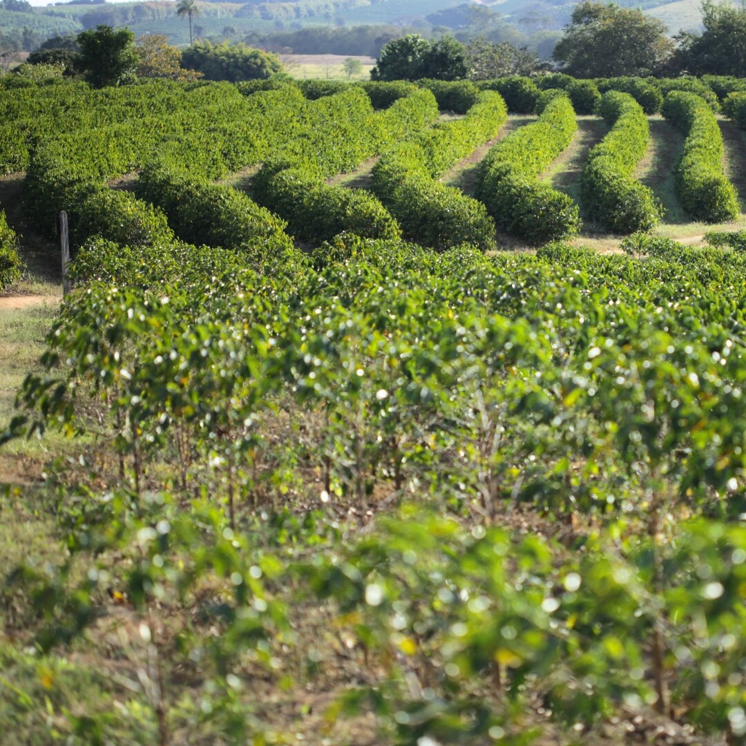 Fazenda Esmeril Natural NY 2/3 16+ FC