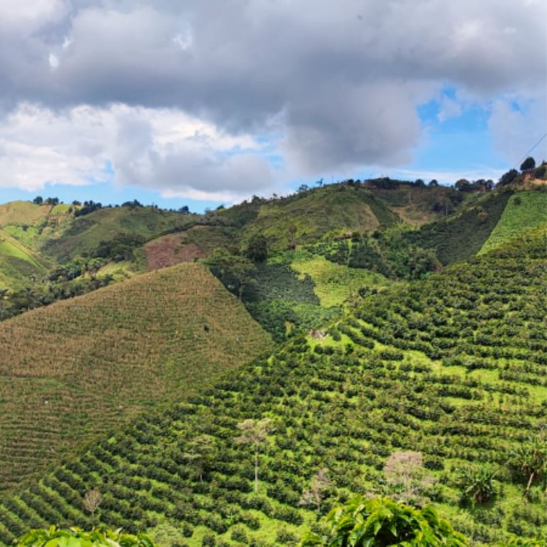 Finca Las Flores Red Bourbon Natural