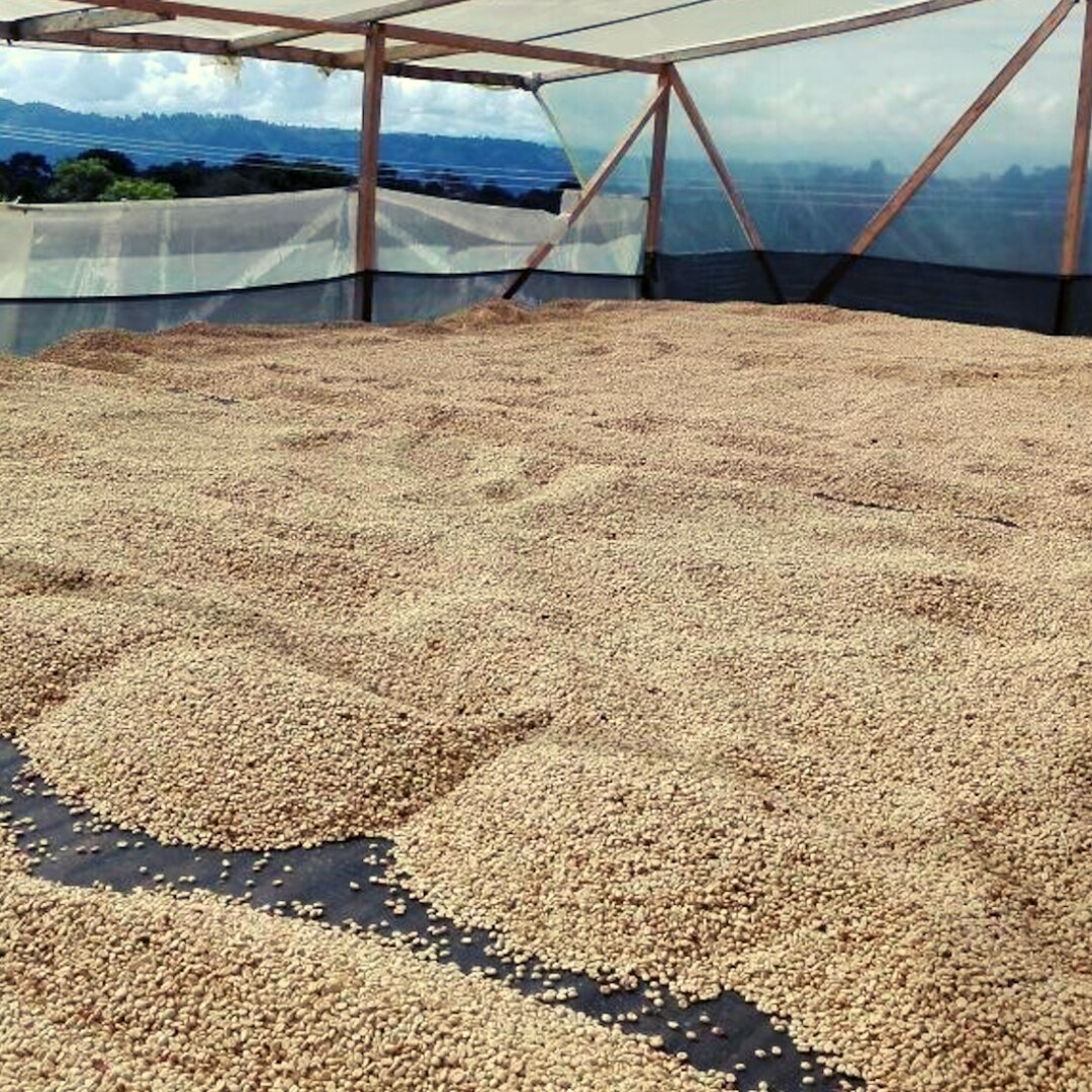 El Pital Yellow Bourbon