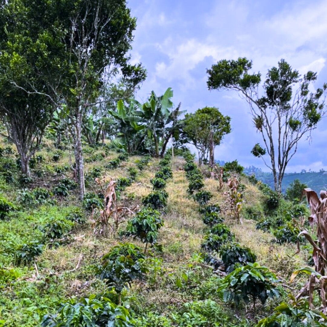 La Aurora 72HR Anaerobic Fermentation Natural