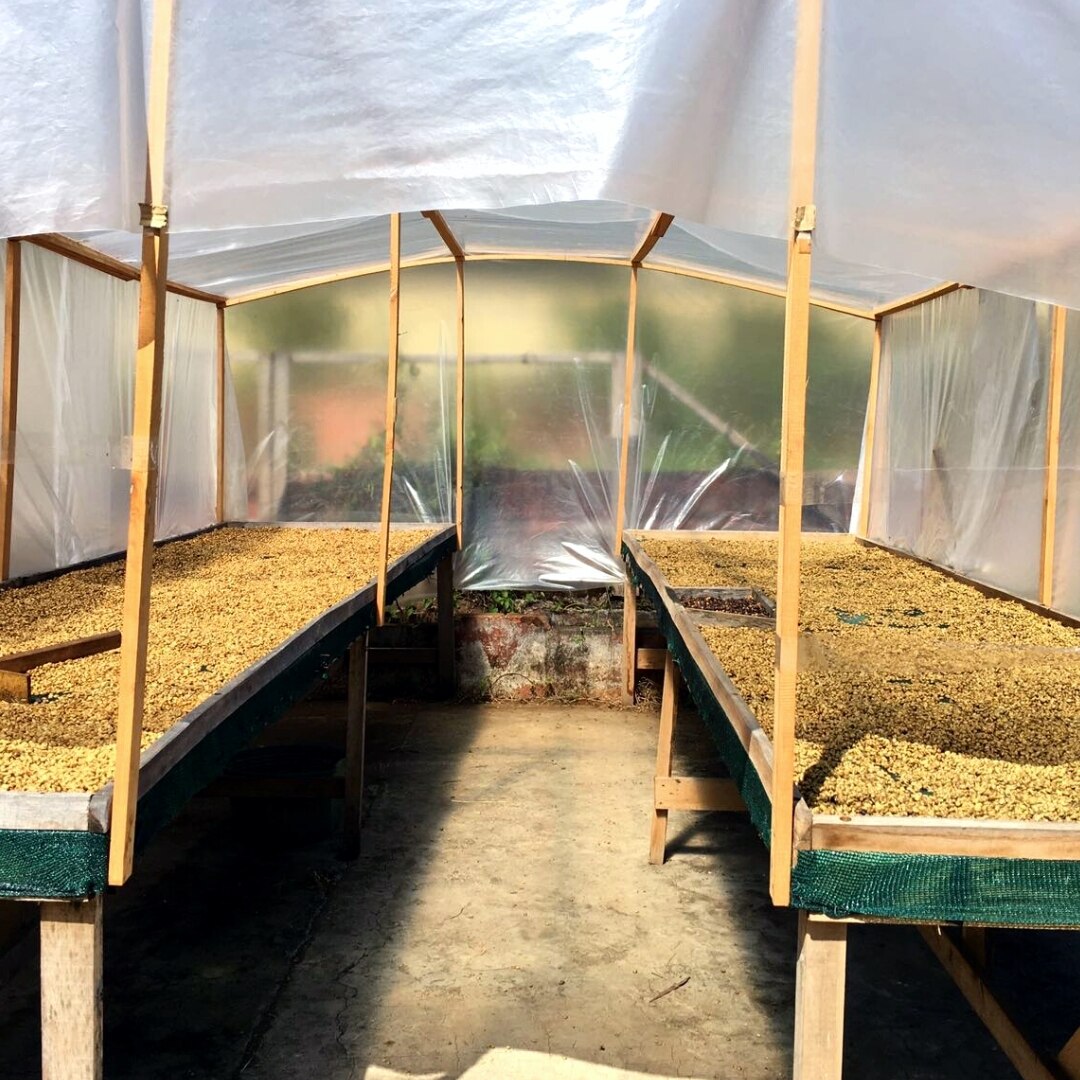 Finca Bernina Red Honey Geisha SHB