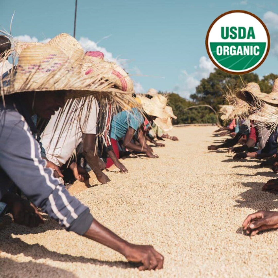 Organic Guji Dambi Uddo G2 Washed