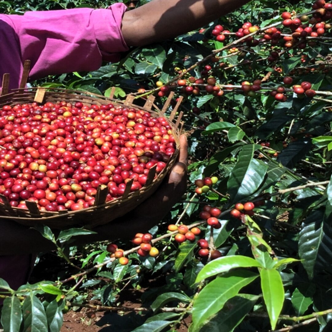 Sidama Bensa G2 Natural