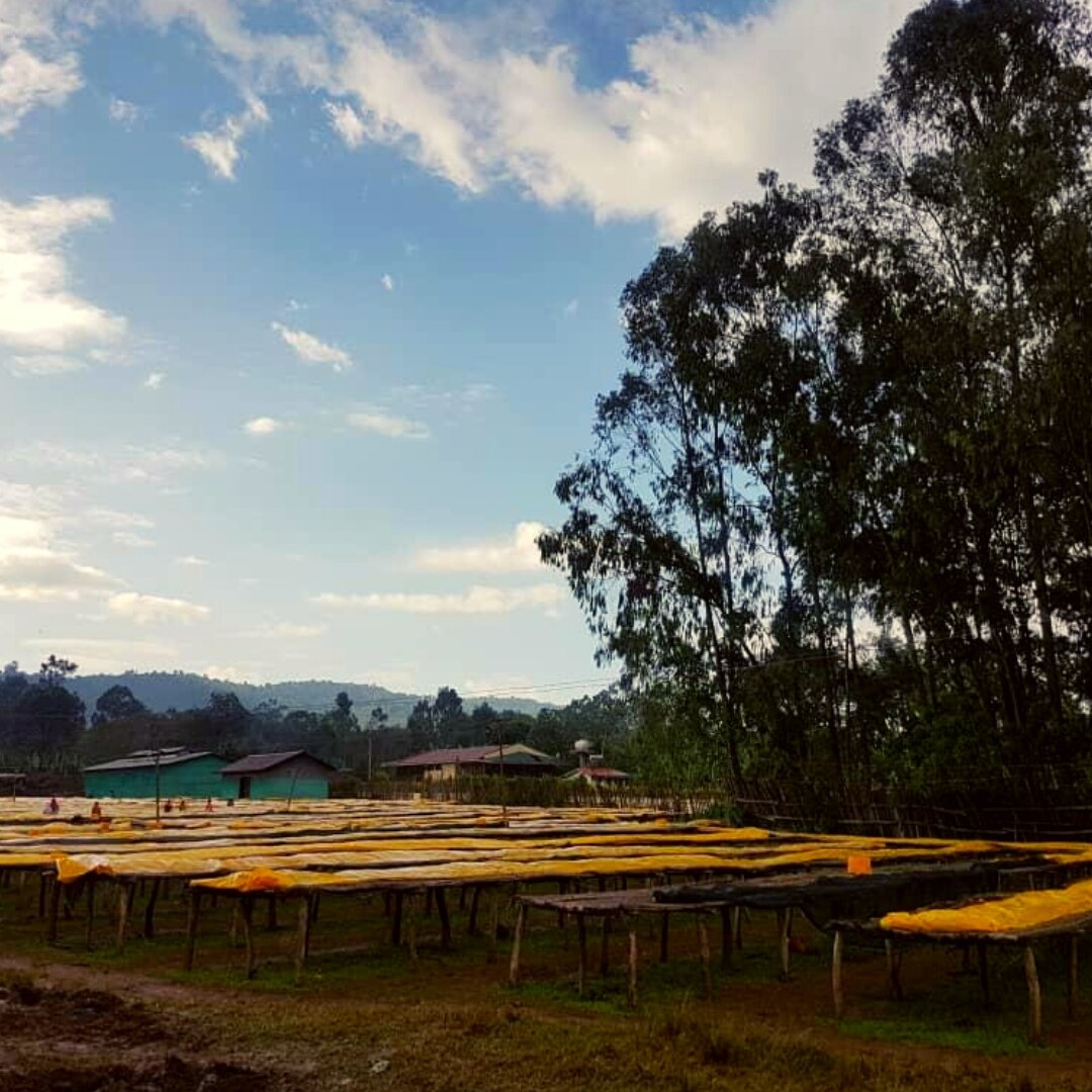 Yirgacheffe Idido G4 Natural