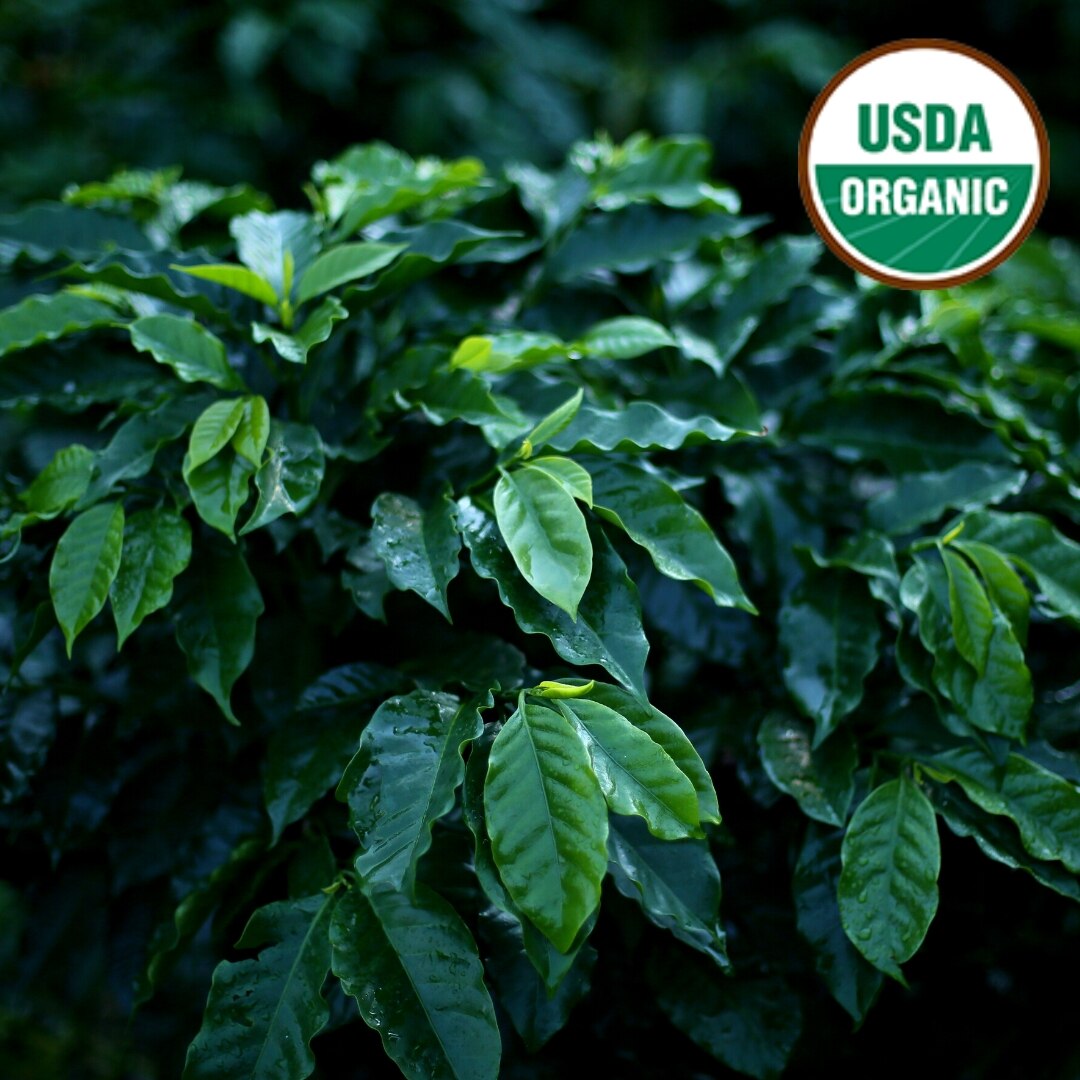 Huehuetenango Organic SHB/EP