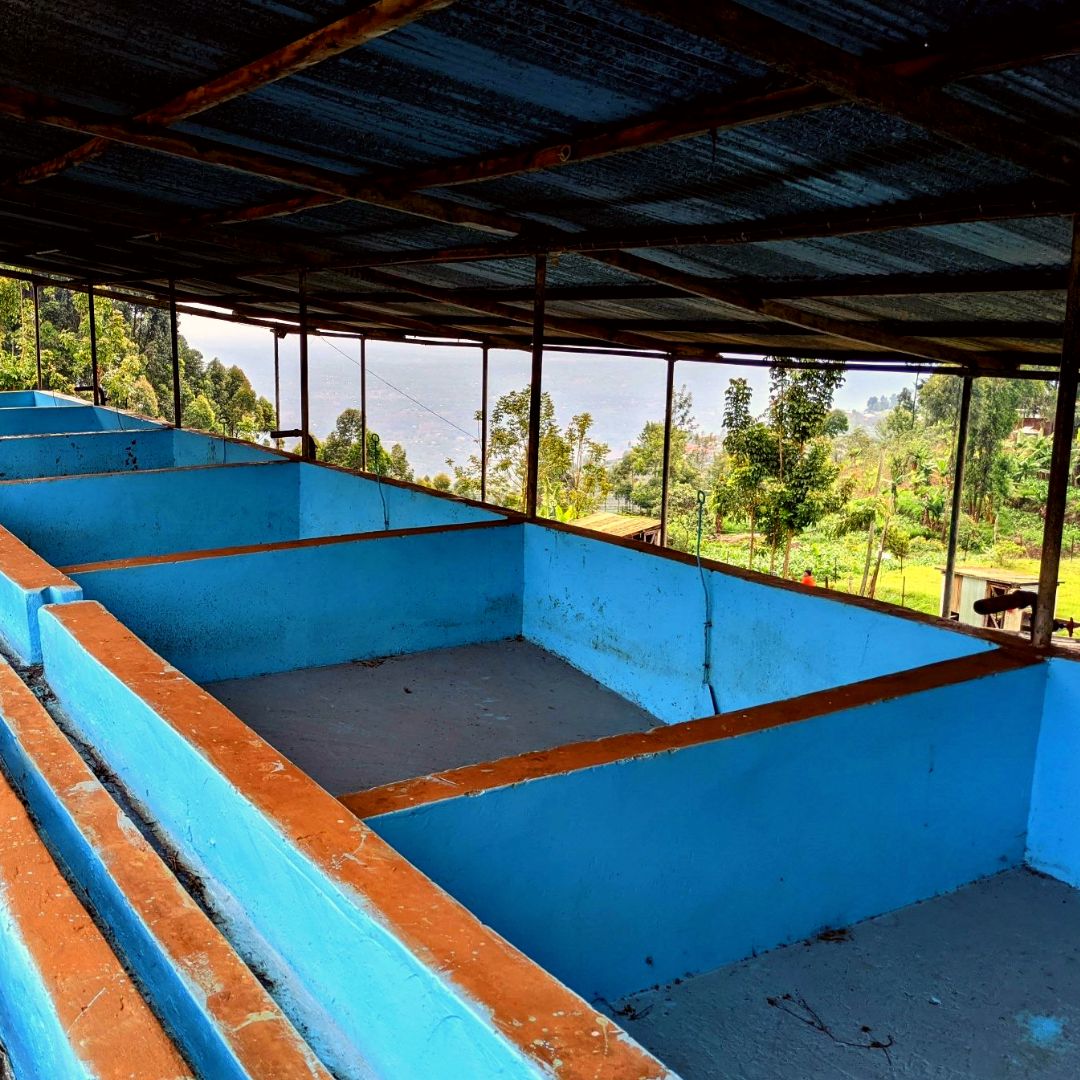 PB Windrush Coffee Estate