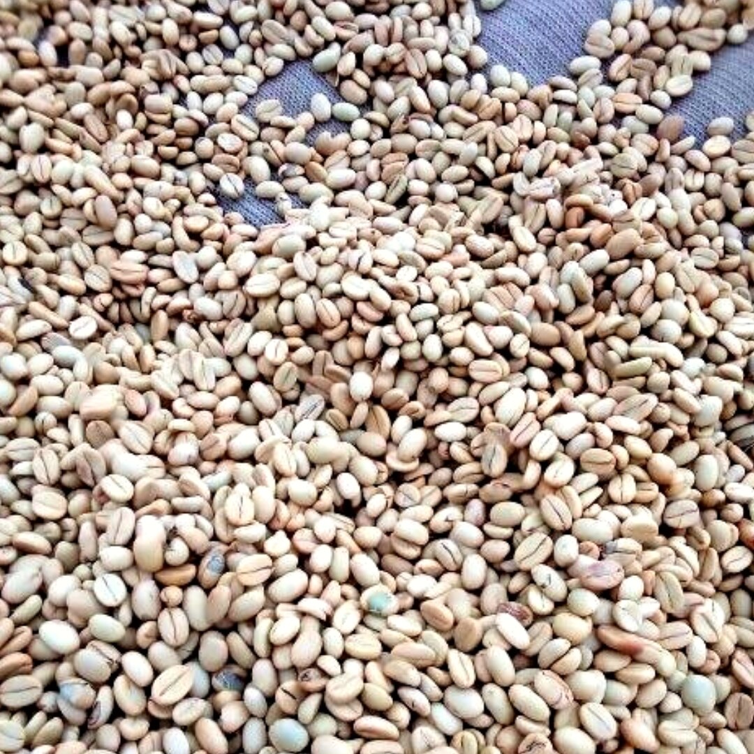 AA Tatu Coffee Estate