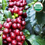 Ripe red coffee cherries about to be picked in Mexico with USDA Organic logo