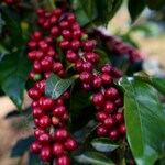 Ripe red coffee cherries about to be picked in Mexico