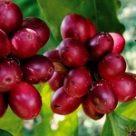 Ripe red coffee cherries in Mexico