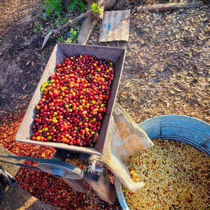 Hand depulping coffee cherries at Chiapas farm