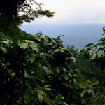 Vista in Chiapas, Mexico seen through a cluster of coffee trees and vegetation