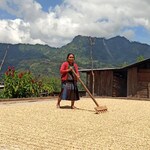 Woman coffee farmer in Chiapas, Mexico raking green coffee so that it dries evenly