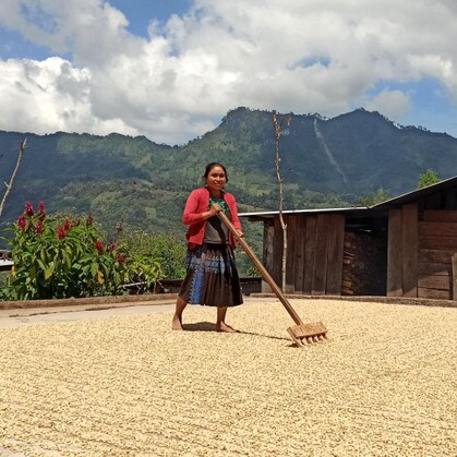 Woman coffee farmer in Chiapas, Mexico raking green coffee so that it dries evenly