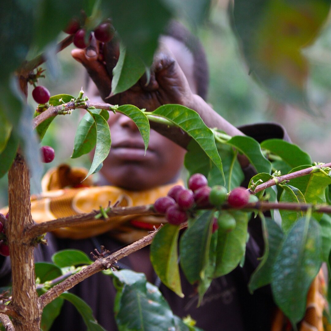 Songwe Hezya Peaberry Plus