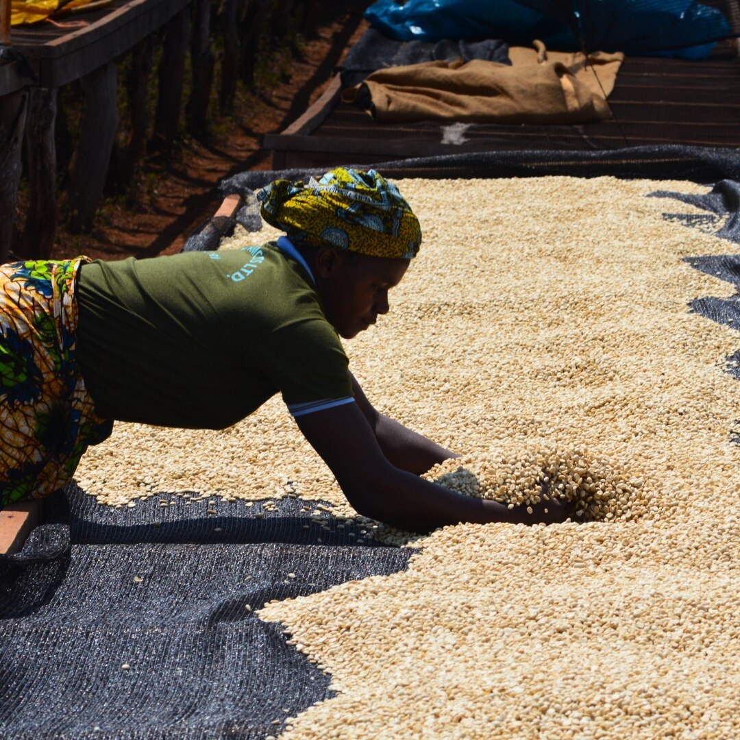 Songwe Hezya AB Plus