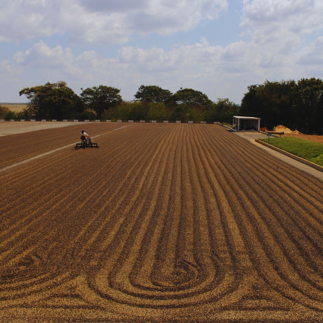 Fazenda Mayara Natural NY 2/3 SCR 16+ SSFC