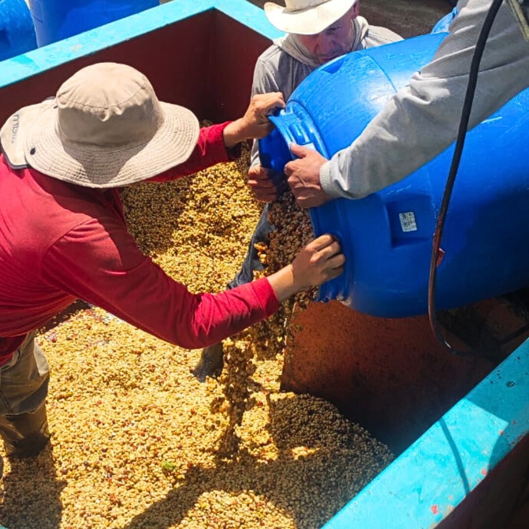 Finca La Secreta Lychee Caturra Anaerobic