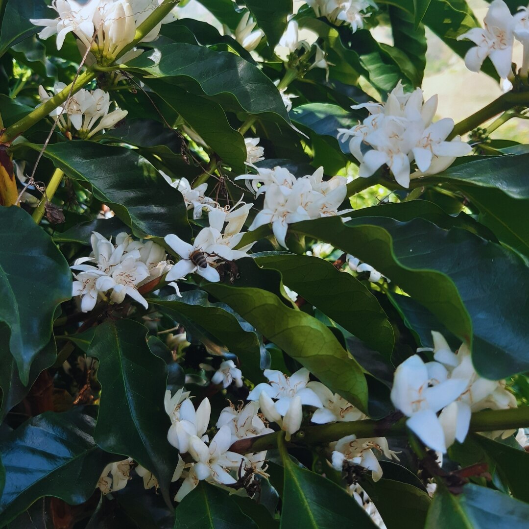 Finca La Reserva 96hr Anaerobic Honey Geisha