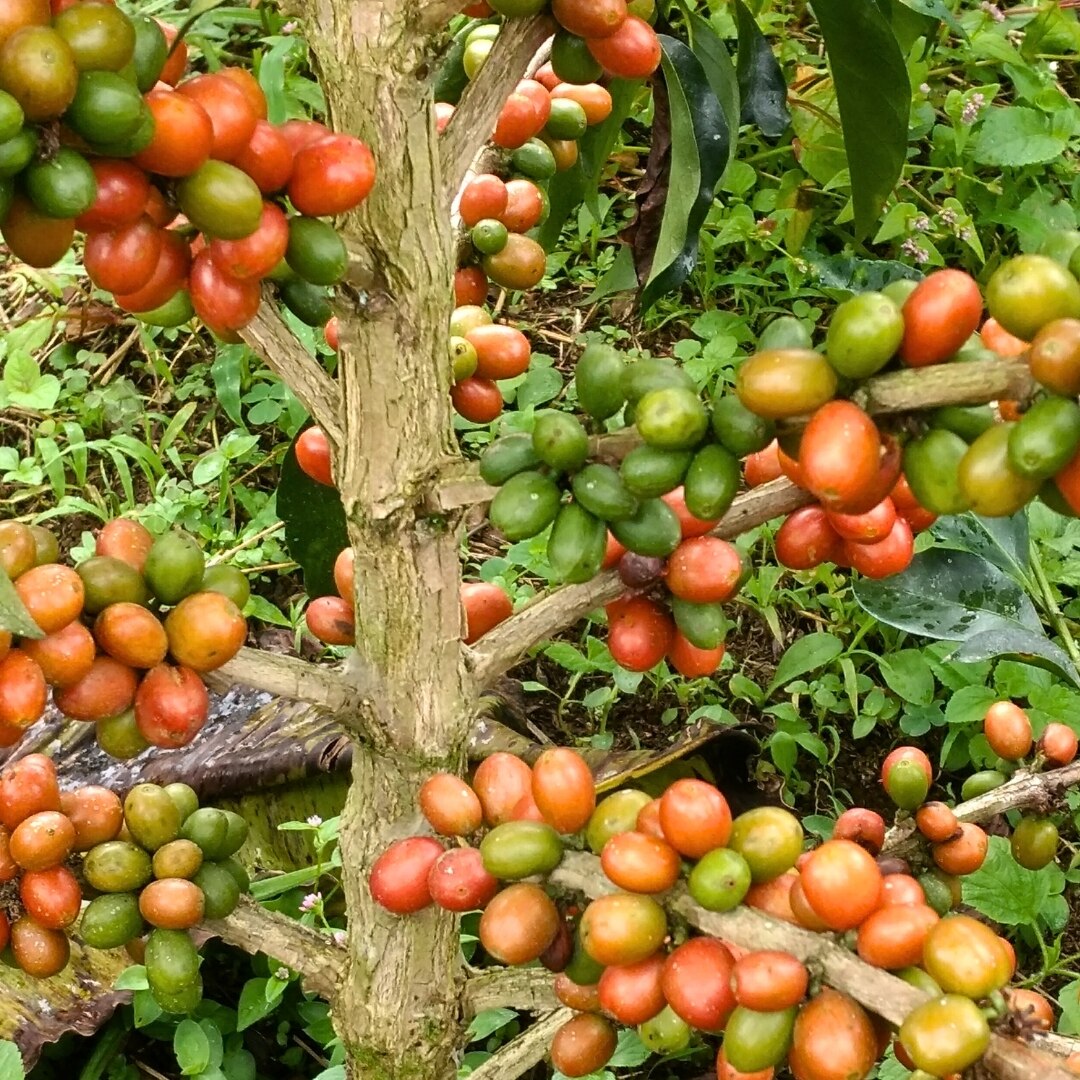 Finca Villa Betulia Pink Bourbon Washed