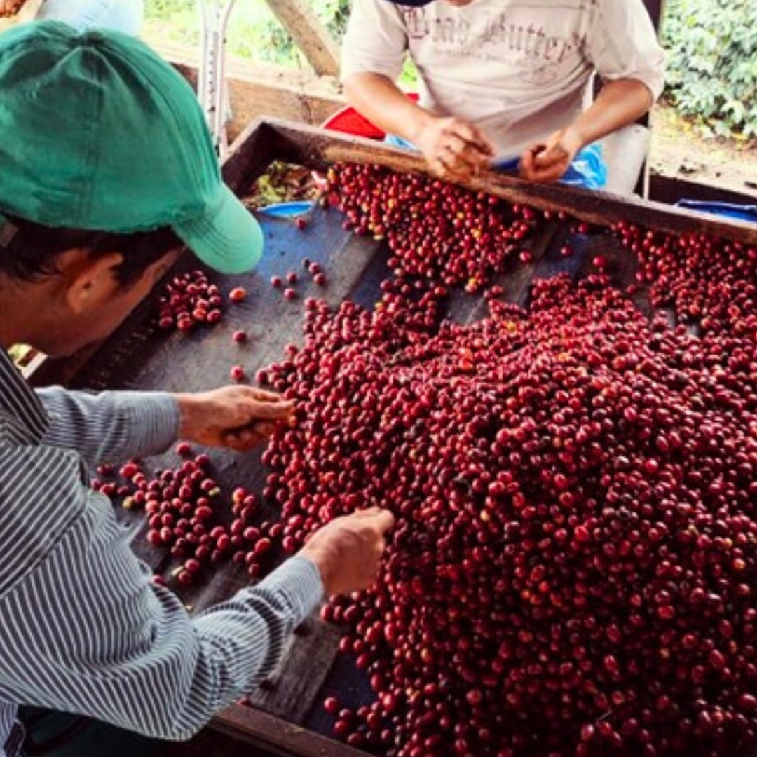 Finca Villa Betulia Bourbon Papayo Washed