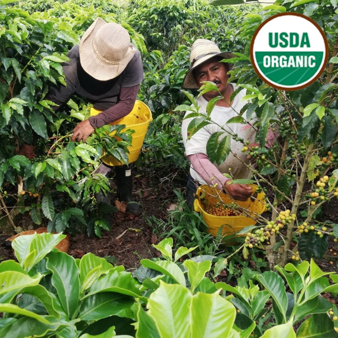 Organic Pitalito Asobombo Excelso EP