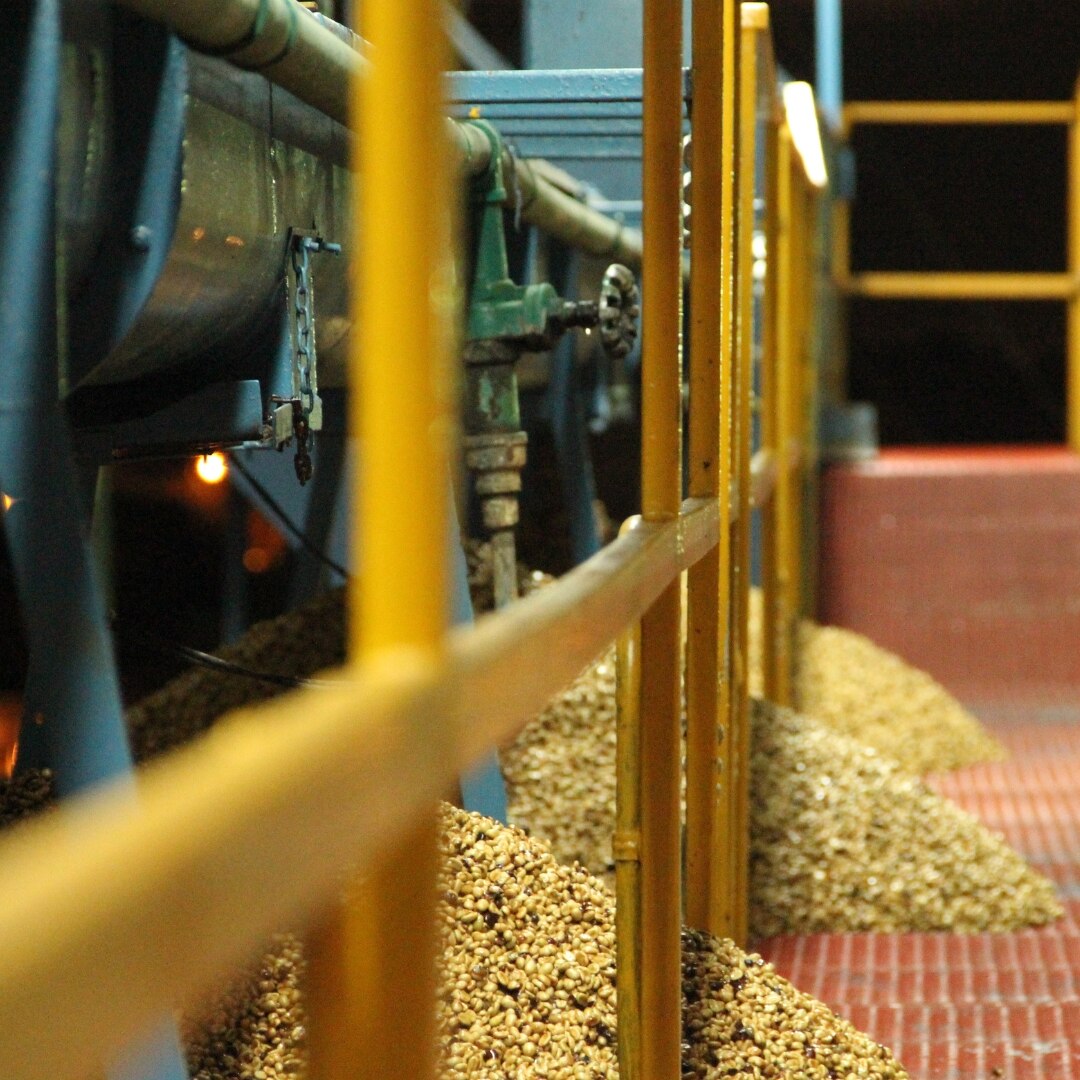 Tarrazú San Diego Lactic Anaerobic SHB