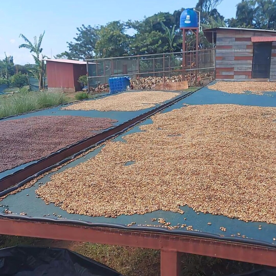 Finca Brumas del Zurquí Geisha Washed SHB