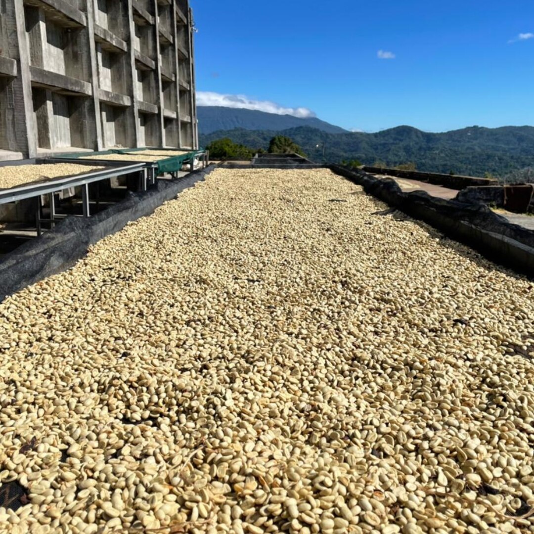 Finca Santa Teresa Washed