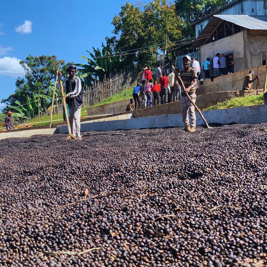 Sidama Aroresa G2 Natural