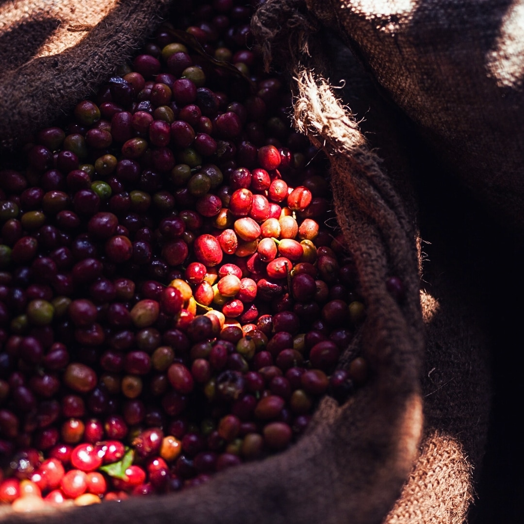 Sidama Bekele Kachara G1 Natural