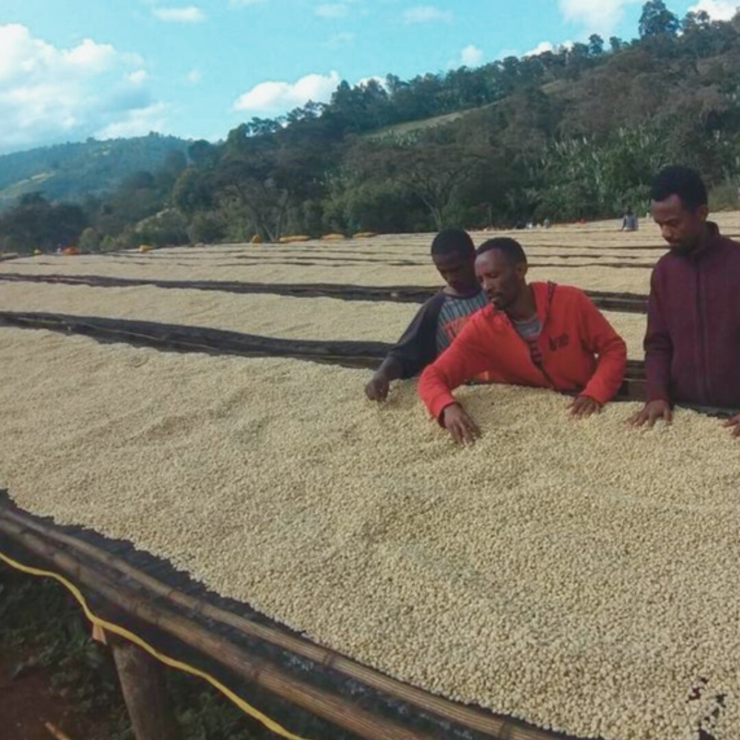 Guji Shakiso Sawana G2 Washed