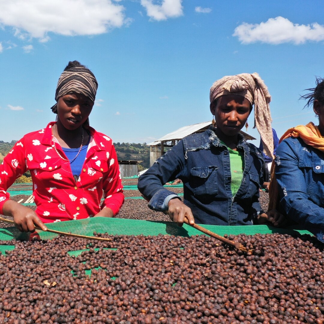 Guji Shakiso Sawana G2 Natural