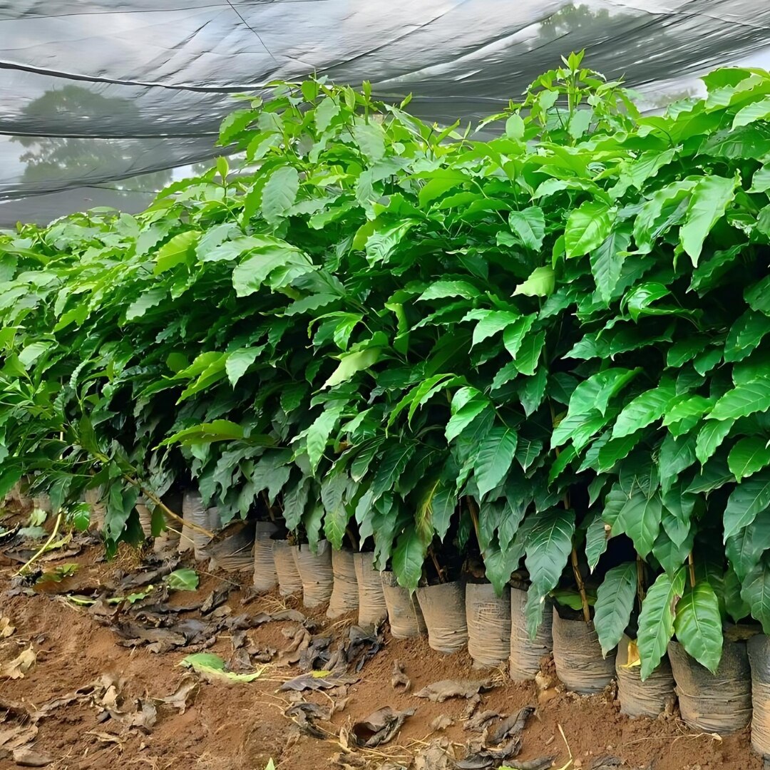 El Chile Parainema Washed SHG/EP