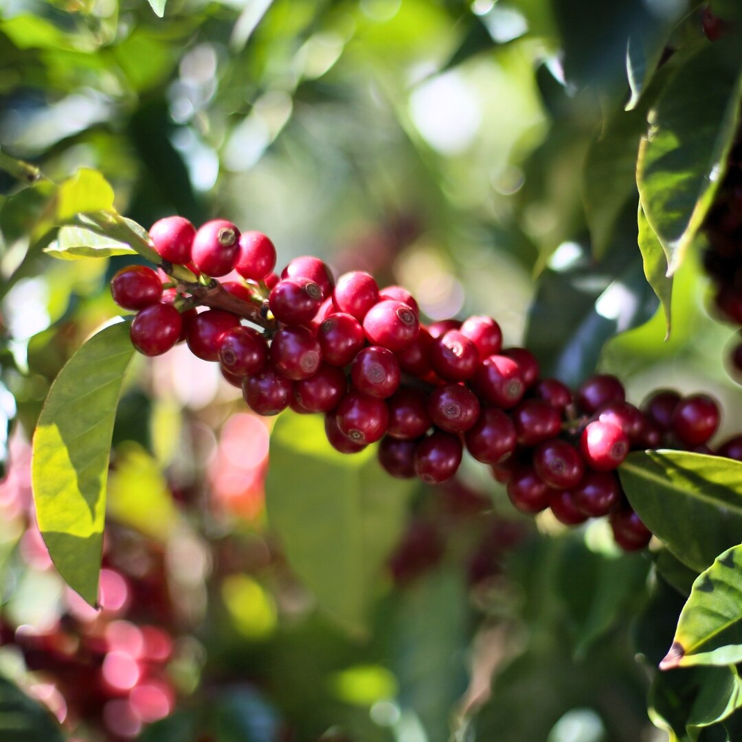 Kaapi Royale Robusta Scr 17