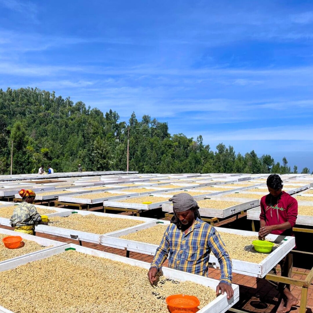 Allanasons Arabica Plantation PB