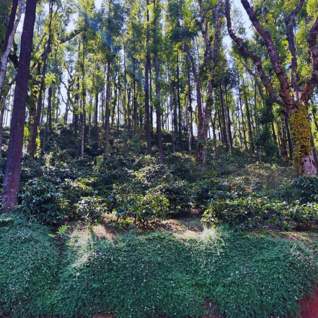 Allanasons Arabica Plantation A