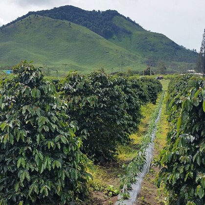 Sulawesi Toraja G1 Wet Hulled