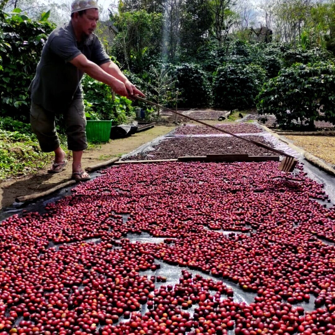 Sumatra Gayo G1 TP Natural