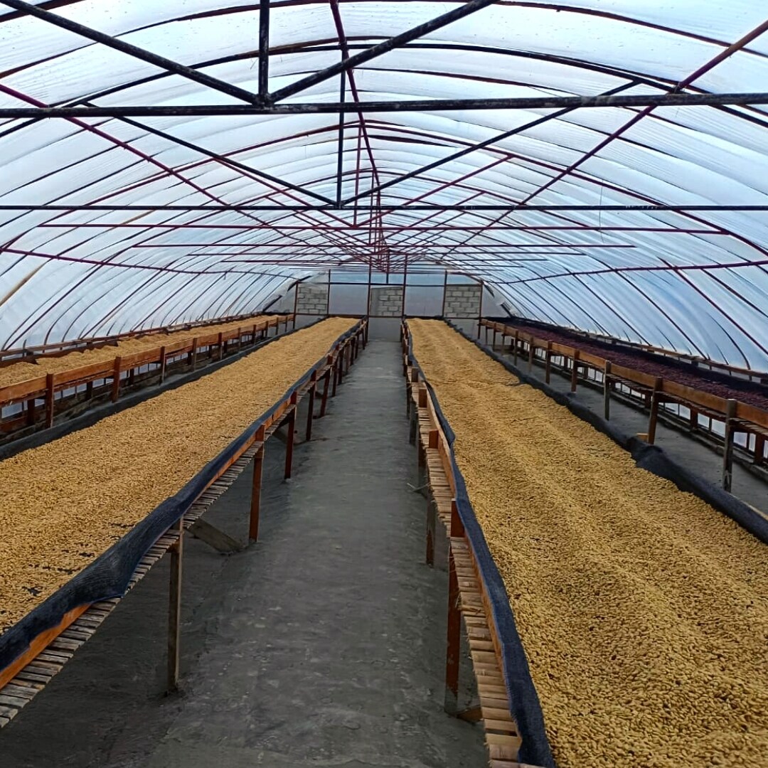 Sumatra Weh Ilang Gayo G1 TP Wet Hulled