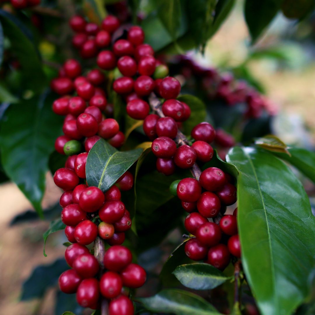 Chiapas El Jaguar SHG EP