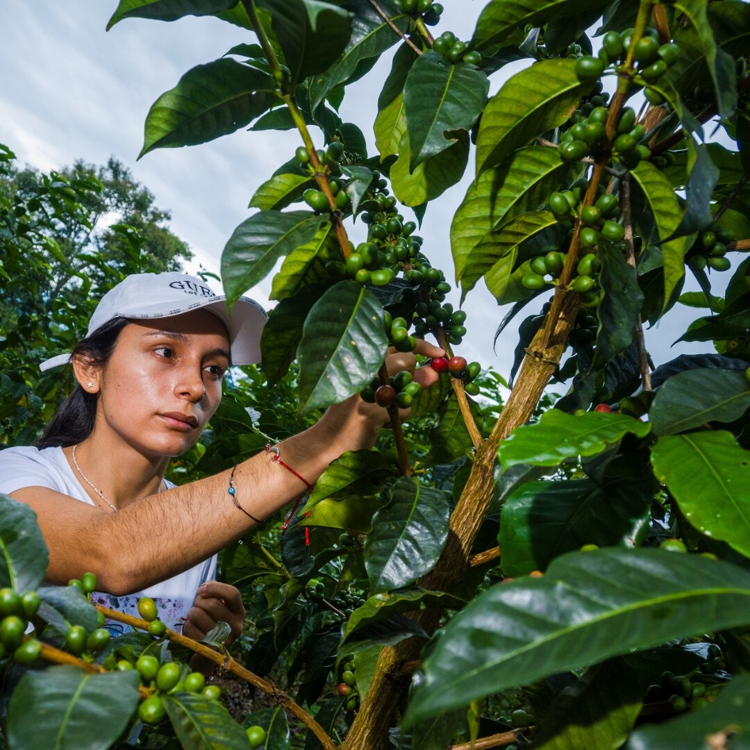 Vanessa Neyra Geisha